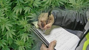 La persecución de los cultivos de cáñamo industrial y las intervenciones en tiendas de CBD están a la orden del día a pesar de que el TJUE en sentencia de 20 de noviembre de 2020 consideró que estos productos eran legales si no superaban un porcentaje de 0,3% de THC. A pesar de esta jurisprudencia, existen intervenciones donde la flor da un resultado superior. Nuestro despacho cuenta con peritos expertos que realizan periciales para poner en duda estos análisis oficiales que en la mayoría de los casos no han seguido los protocolos establecidos para el análisis de cáñamo industrial.